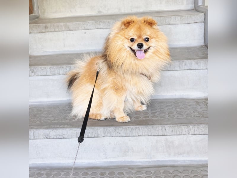 Deckrüde Zwergspitz Pomeranian in Orange sable (kein Verkauf)