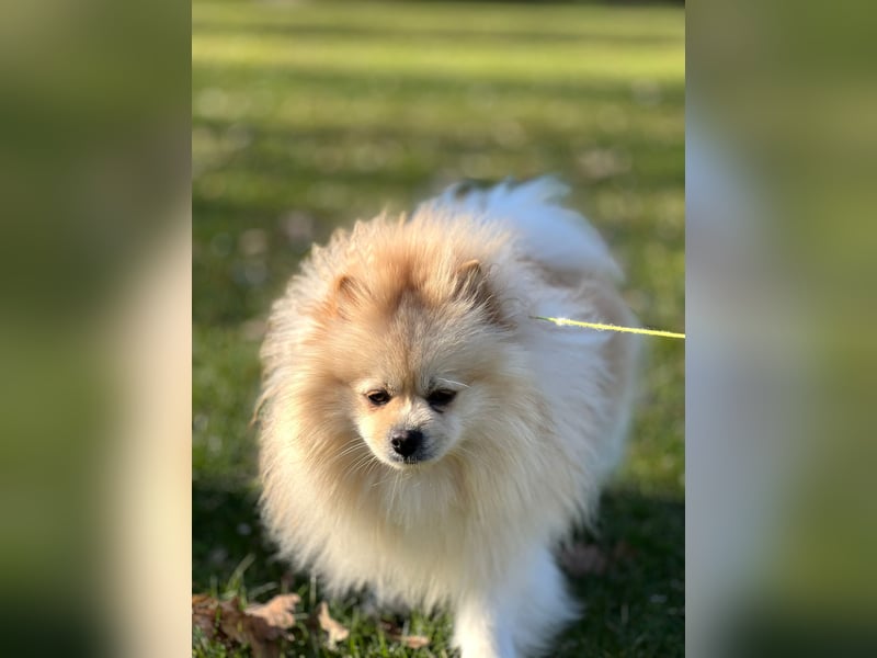 Zwergspitz Pomeranian