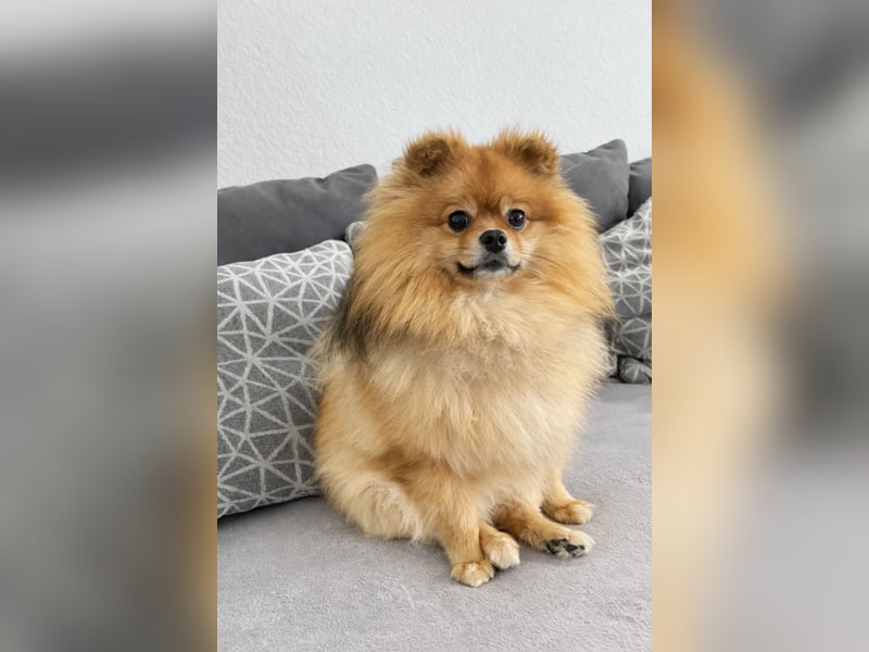 Deckrüde Zwergspitz Pomeranian in Orange sable (kein Verkauf)
