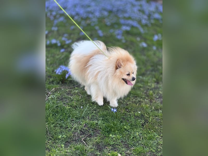 Zwergspitz Pomeranian