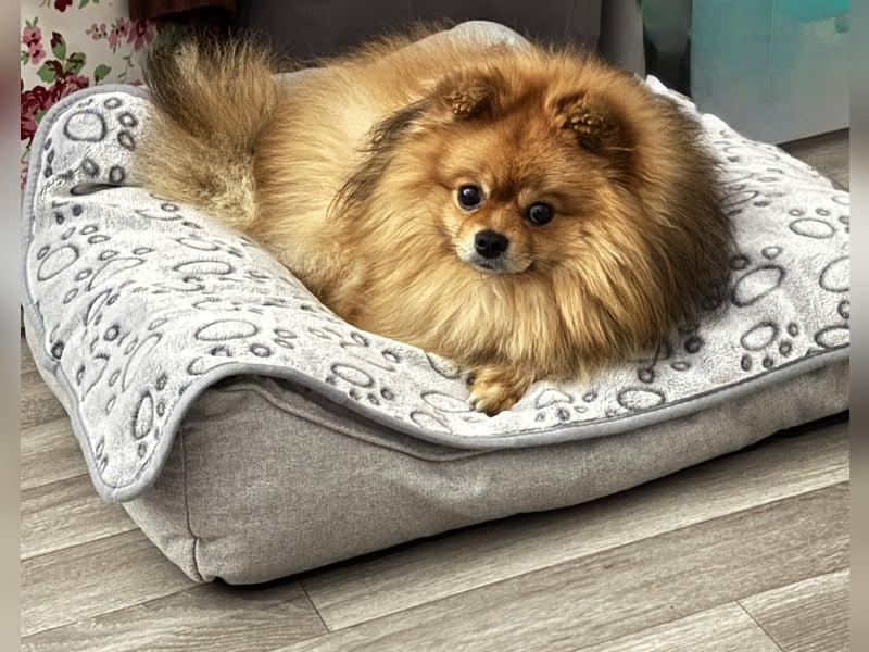 Deckrüde Zwergspitz Pomeranian in Orange sable (kein Verkauf)