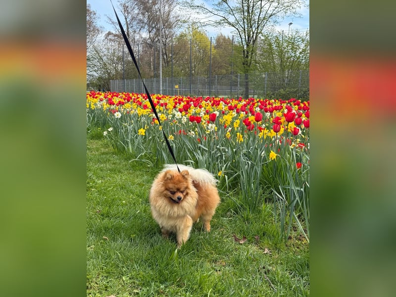 Wunderschöner Pomeranian (Zwergspitz) Deckrüde sucht gesunde Hündinnen