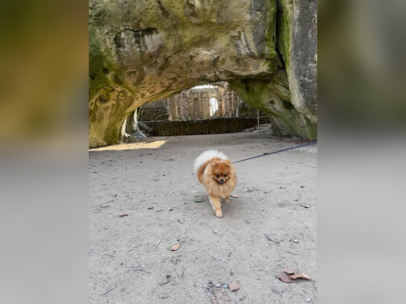 Wunderschöner Pomeranian (Zwergspitz) Deckrüde sucht gesunde Hündinnen