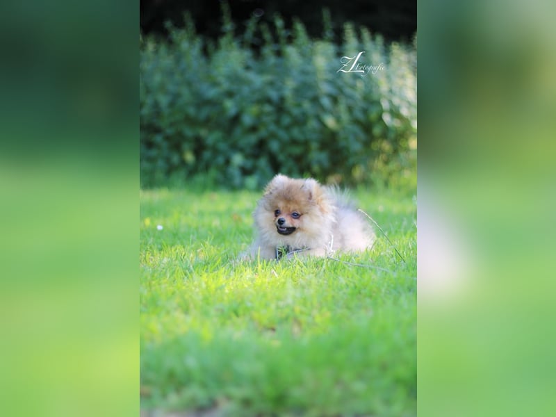 Wunderschöner Pomeranian (Zwergspitz) Deckrüde sucht gesunde Hündinnen
