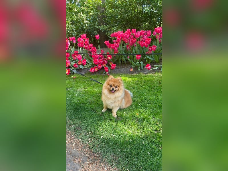 Wunderschöner Pomeranian (Zwergspitz) Deckrüde sucht gesunde Hündinnen
