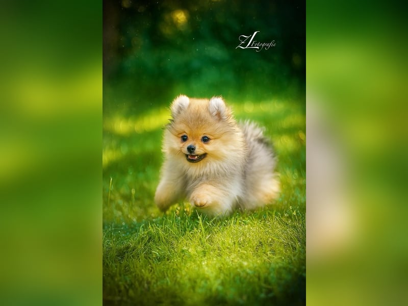 Wunderschöner Pomeranian (Zwergspitz) Deckrüde sucht gesunde Hündinnen