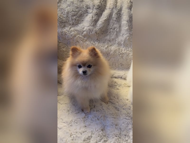 Deckrüde Pomeranian Mini Teddybär weiß/ sable
