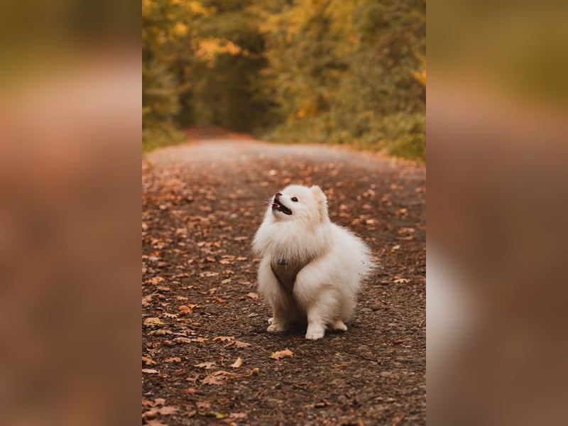 Deckrüde sucht Hündin