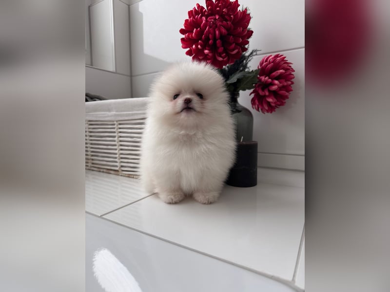 Deckrüde sucht Hündin