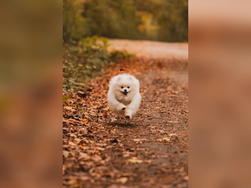 Deckrüde sucht Hündin
