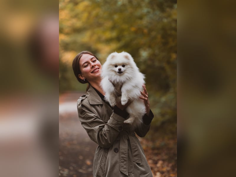 Deckrüde sucht Hündin