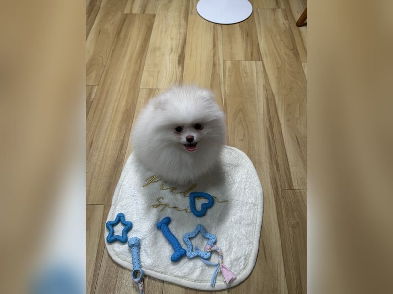 Deckrüde sucht Hündin