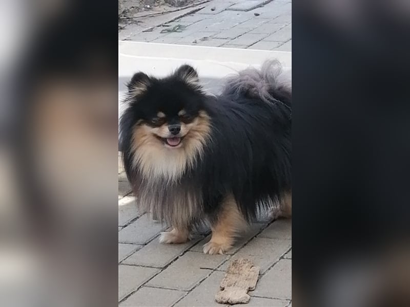 Pomeranian / Zwergspitz Rüde deckt vereinsfrei