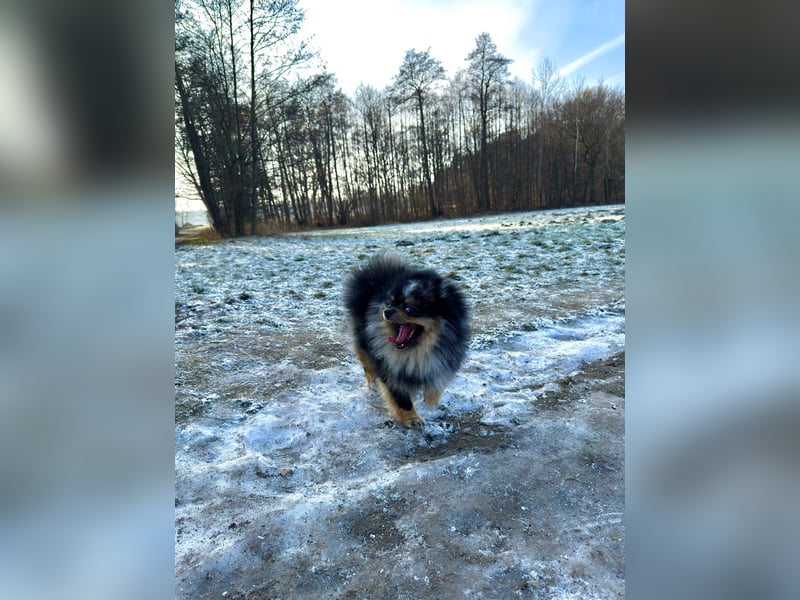 Wunderschöner blue Merle Deckrüde