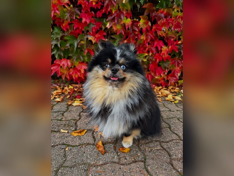 Wunderschöner blue Merle Deckrüde