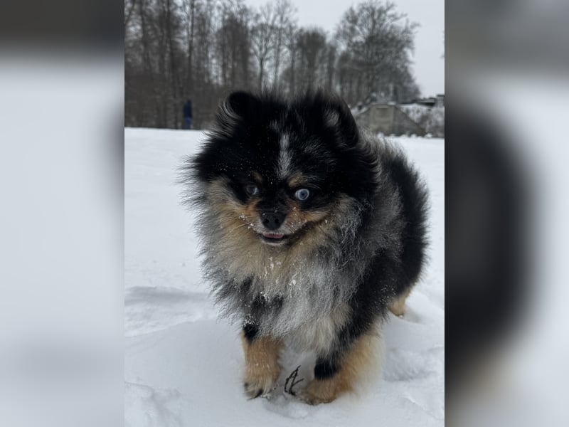 Wunderschöner blue Merle Deckrüde