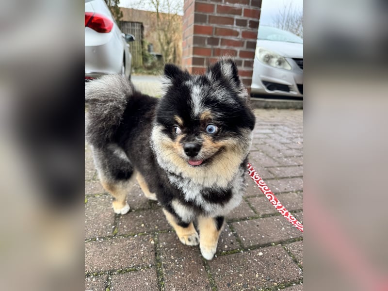 Wunderschöner blue Merle Deckrüde