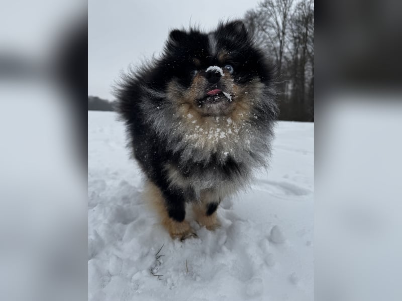Wunderschöner blue Merle Deckrüde