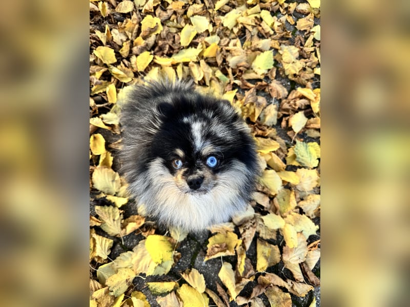 Wunderschöner blue Merle Deckrüde