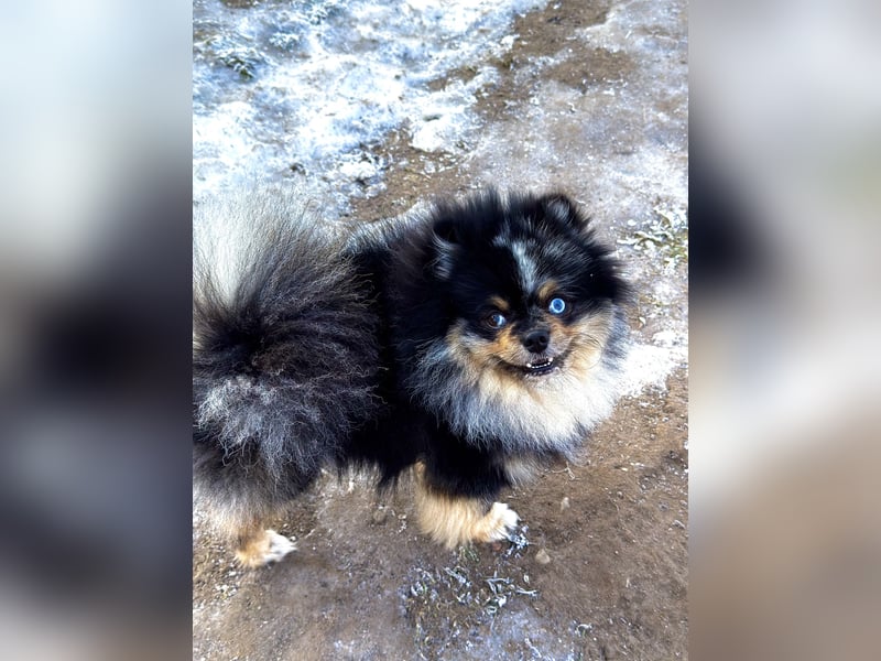 Wunderschöner blue Merle Deckrüde