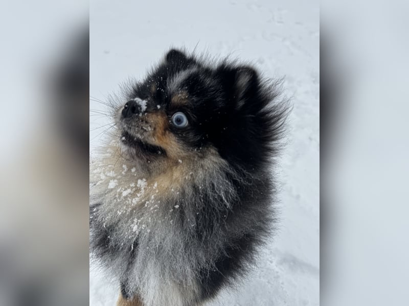 Wunderschöner blue Merle Deckrüde