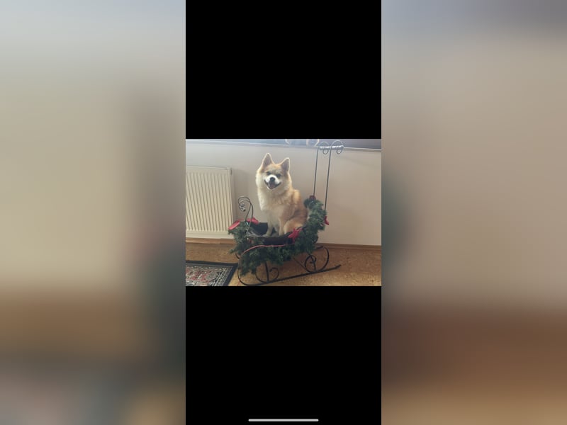 Akita-Zwergspitz Rüde in liebevolle Hände abzugeben