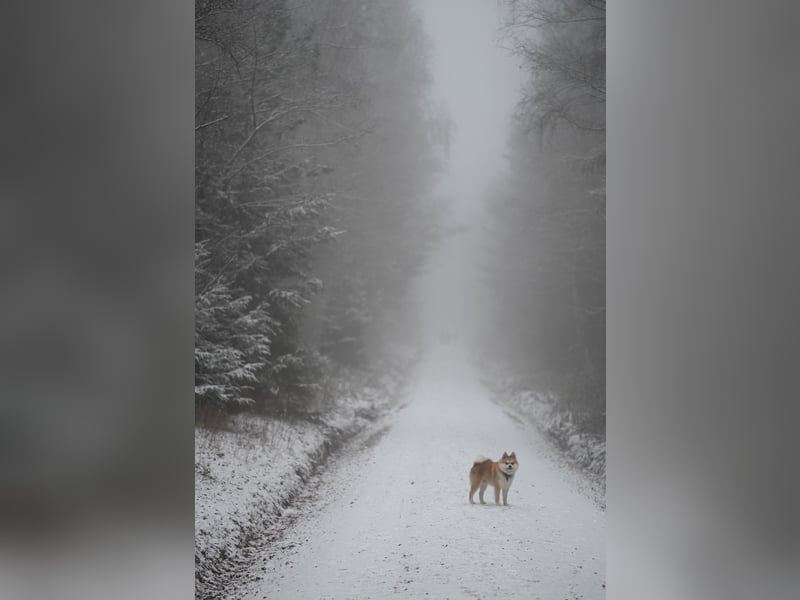 Akita-Zwergspitz Rüde in liebevolle Hände abzugeben