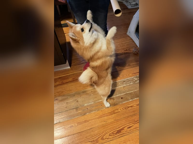 Akita-Zwergspitz Rüde in liebevolle Hände abzugeben