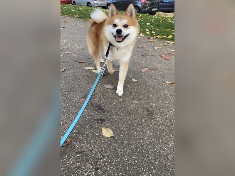 Akita-Zwergspitz Rüde in liebevolle Hände abzugeben
