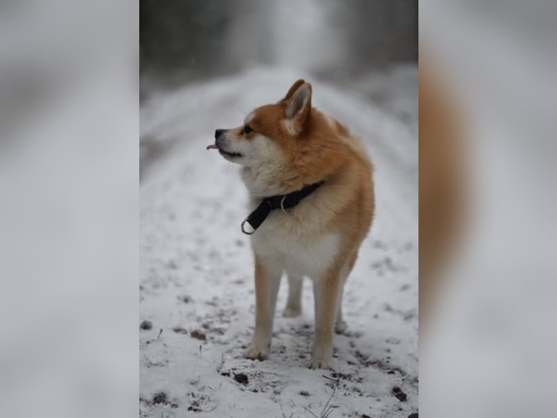 Akita-Zwergspitz Rüde in liebevolle Hände abzugeben