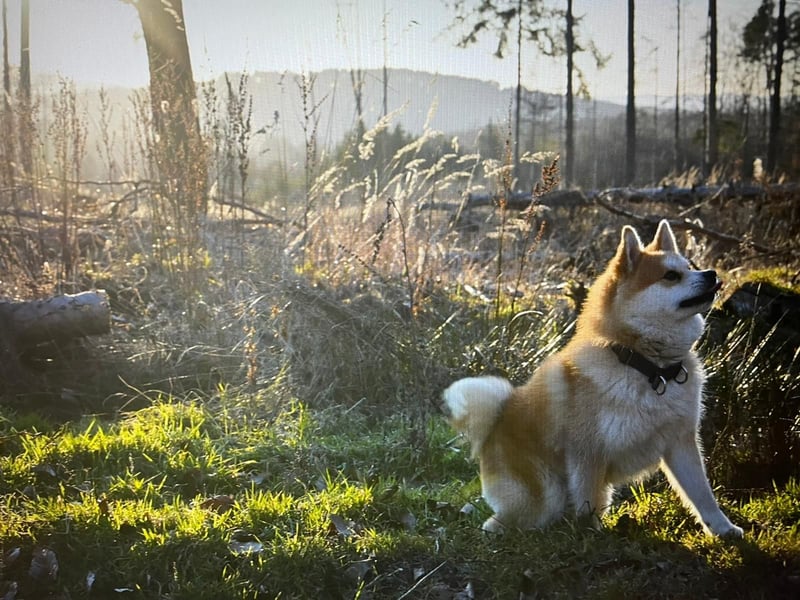 Akita-Zwergspitz Rüde in liebevolle Hände abzugeben