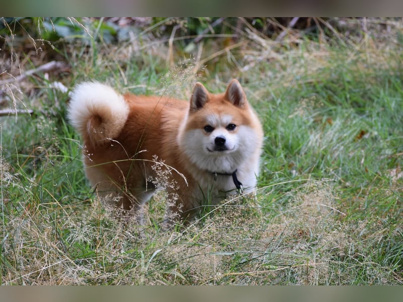 Akita-Zwergspitz Rüde in liebevolle Hände abzugeben