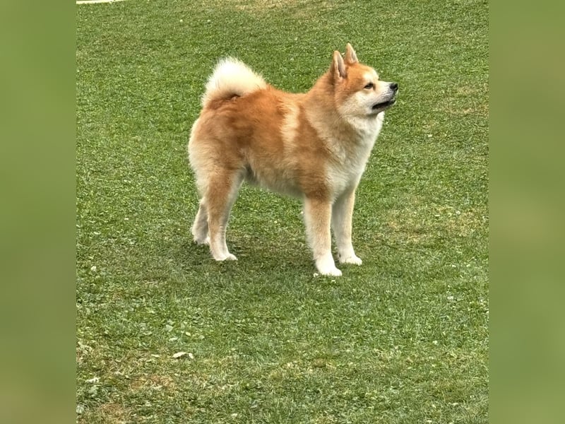 Akita-Zwergspitz Rüde in liebevolle Hände abzugeben