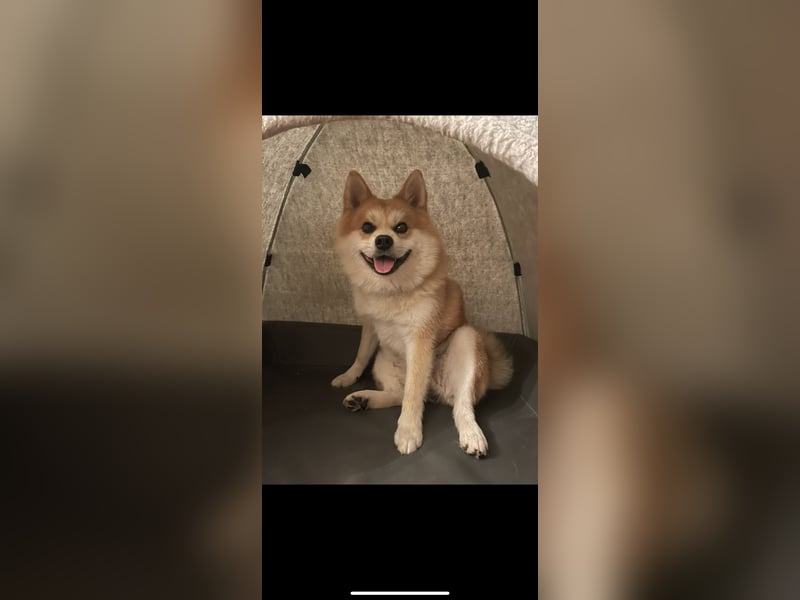 Akita-Zwergspitz Rüde in liebevolle Hände abzugeben