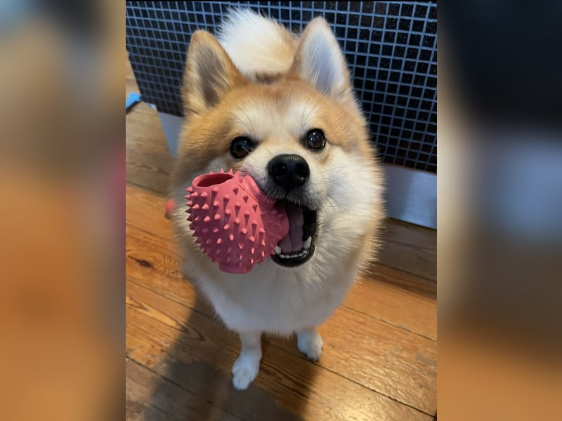 Akita-Zwergspitz Rüde in liebevolle Hände abzugeben