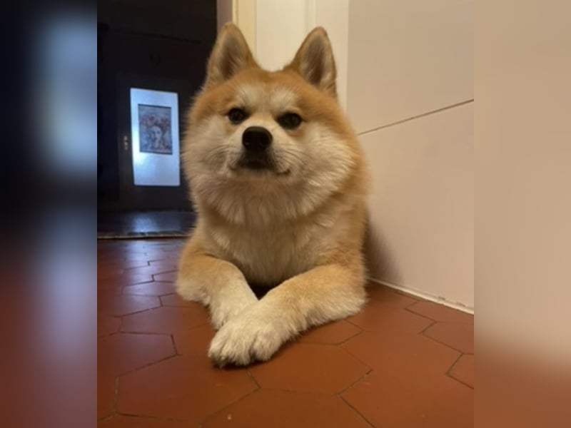 Akita-Zwergspitz Rüde in liebevolle Hände abzugeben