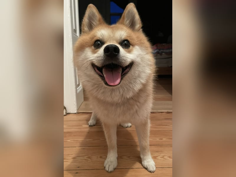 Akita-Zwergspitz Rüde in liebevolle Hände abzugeben