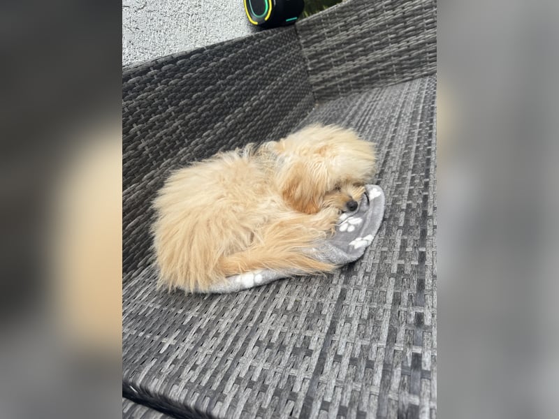 Zwergspitz-Pudel-Mix Welpe (6 Monate) sucht liebevolles Zuhause