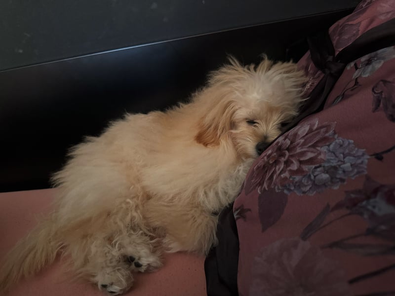 Zwergspitz-Pudel-Mix Welpe (6 Monate) sucht liebevolles Zuhause