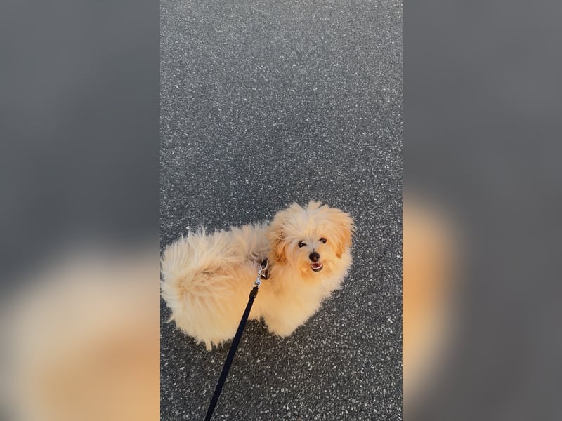 Zwergspitz-Pudel-Mix Welpe (6 Monate) sucht liebevolles Zuhause