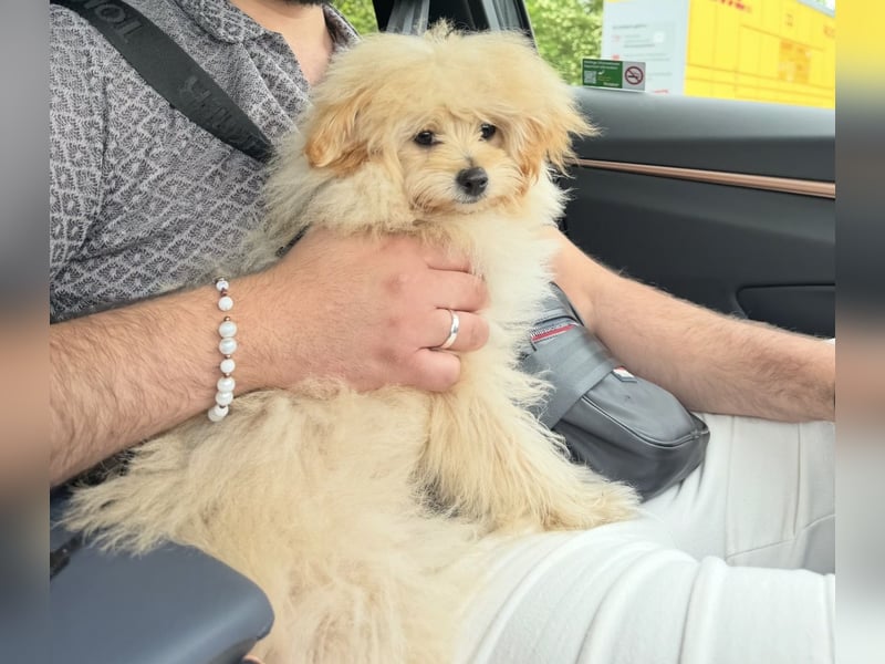 Zwergspitz-Pudel-Mix Welpe (6 Monate) sucht liebevolles Zuhause