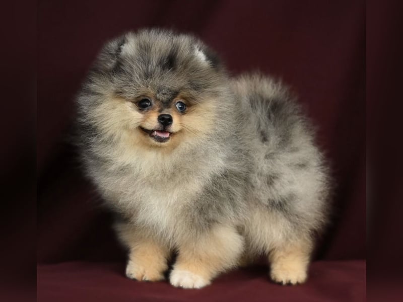Pomeranian Zwergspitz Welpen kleine Flauschbärchen zum Verlieben