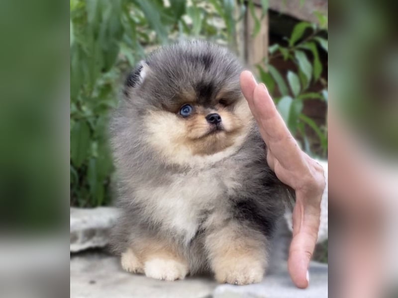 Pomeranian Zwergspitz Welpen kleine Flauschbärchen zum Verlieben