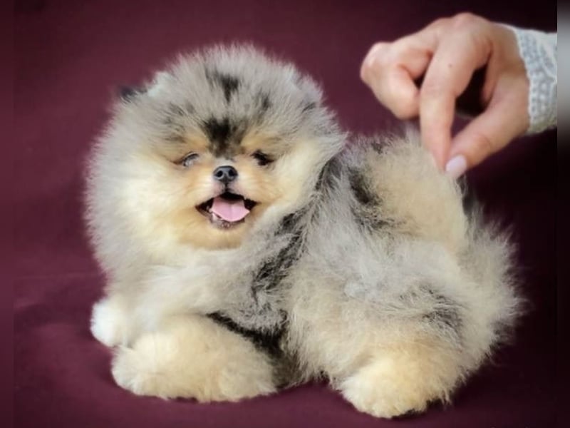 Pomeranian Zwergspitz Welpen kleine Flauschbärchen zum Verlieben