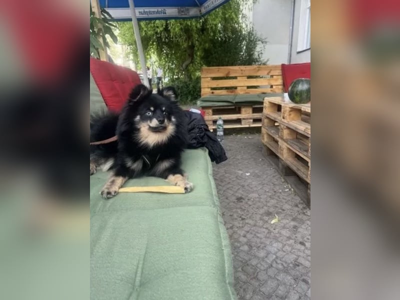 Zuhause gesucht für Zwergspitz-Rüden Milow