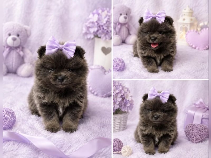 Exklusive Pomeranian Welpen im Teddytyp mit Papieren