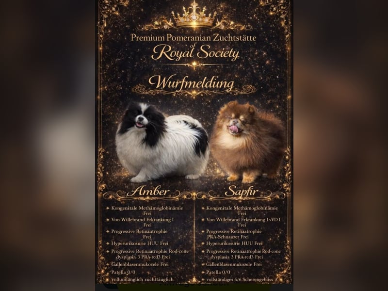 Exklusive Pomeranian Welpen im Teddytyp mit Papieren