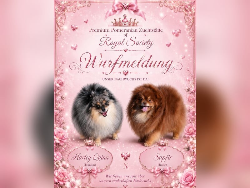 Pomeranian Welpen in merle mit Papieren mit blauen Augen