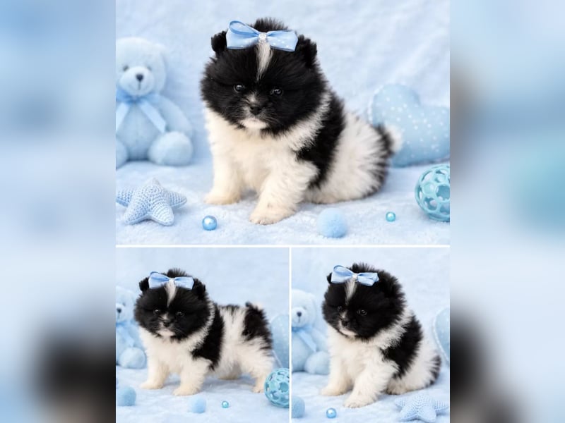 Exklusive Pomeranian Welpen im Teddytyp mit Papieren