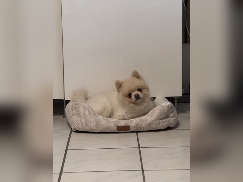 Kastrierter Pomeranian Rüde